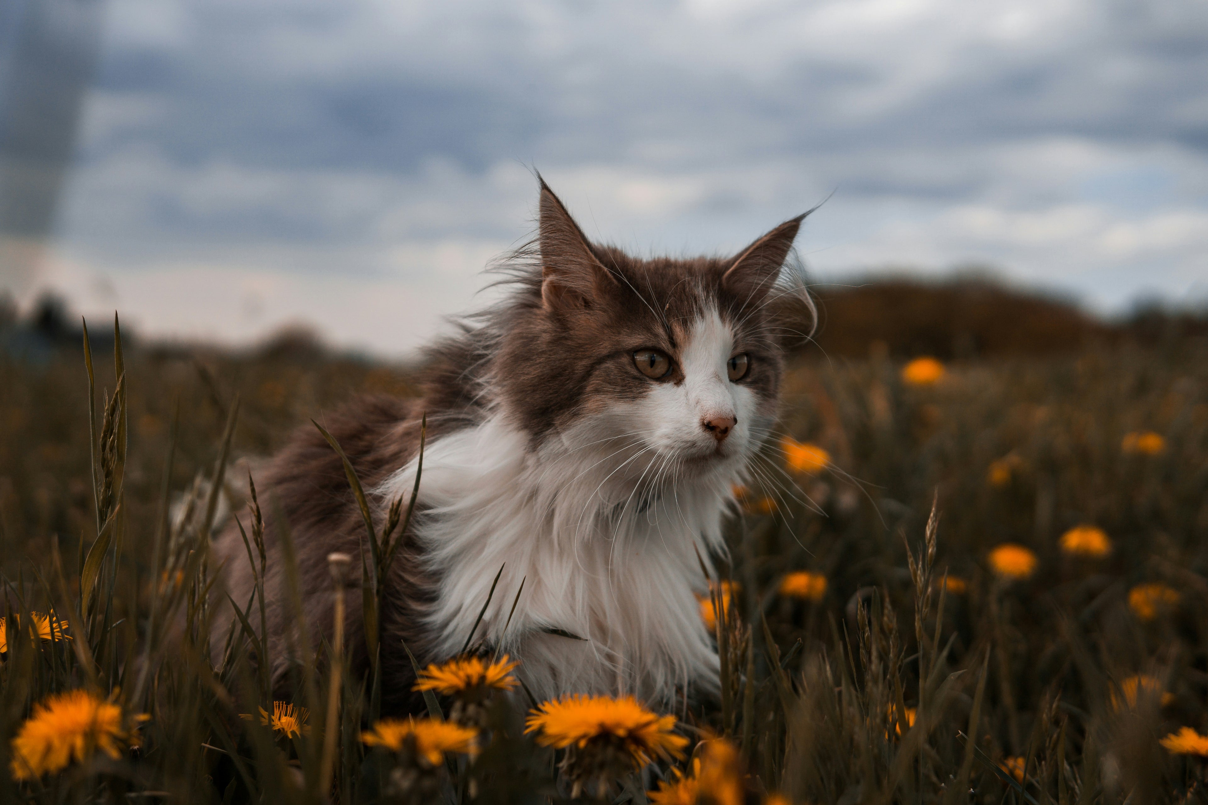 Chat