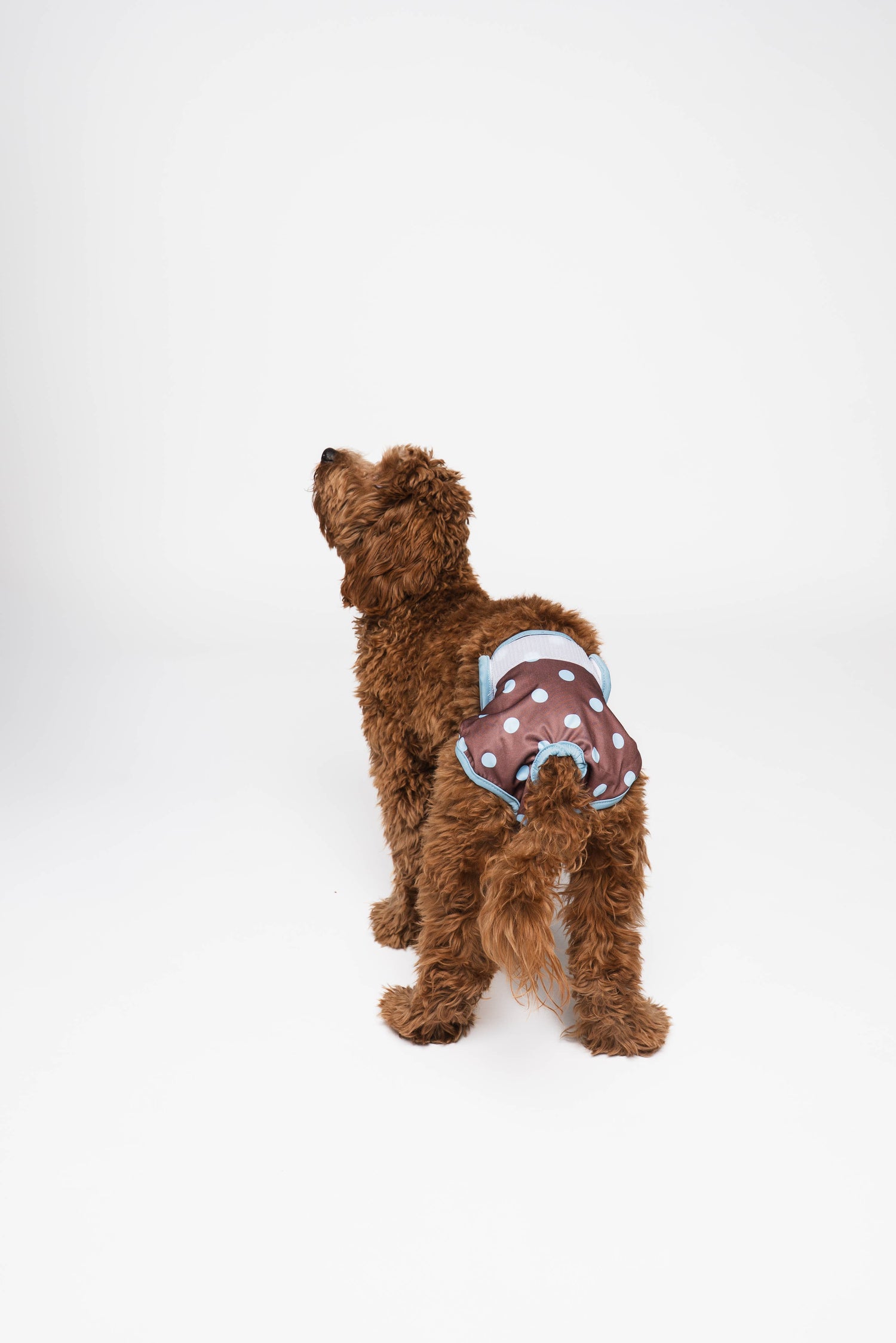 Culottes menstruelles pour chien à pois
