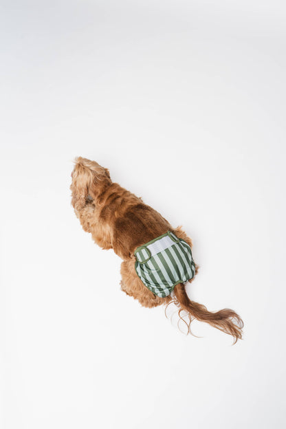 Culottes menstruelles pour chien à rayures