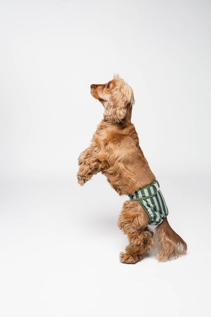 Culottes menstruelles pour chien à rayures