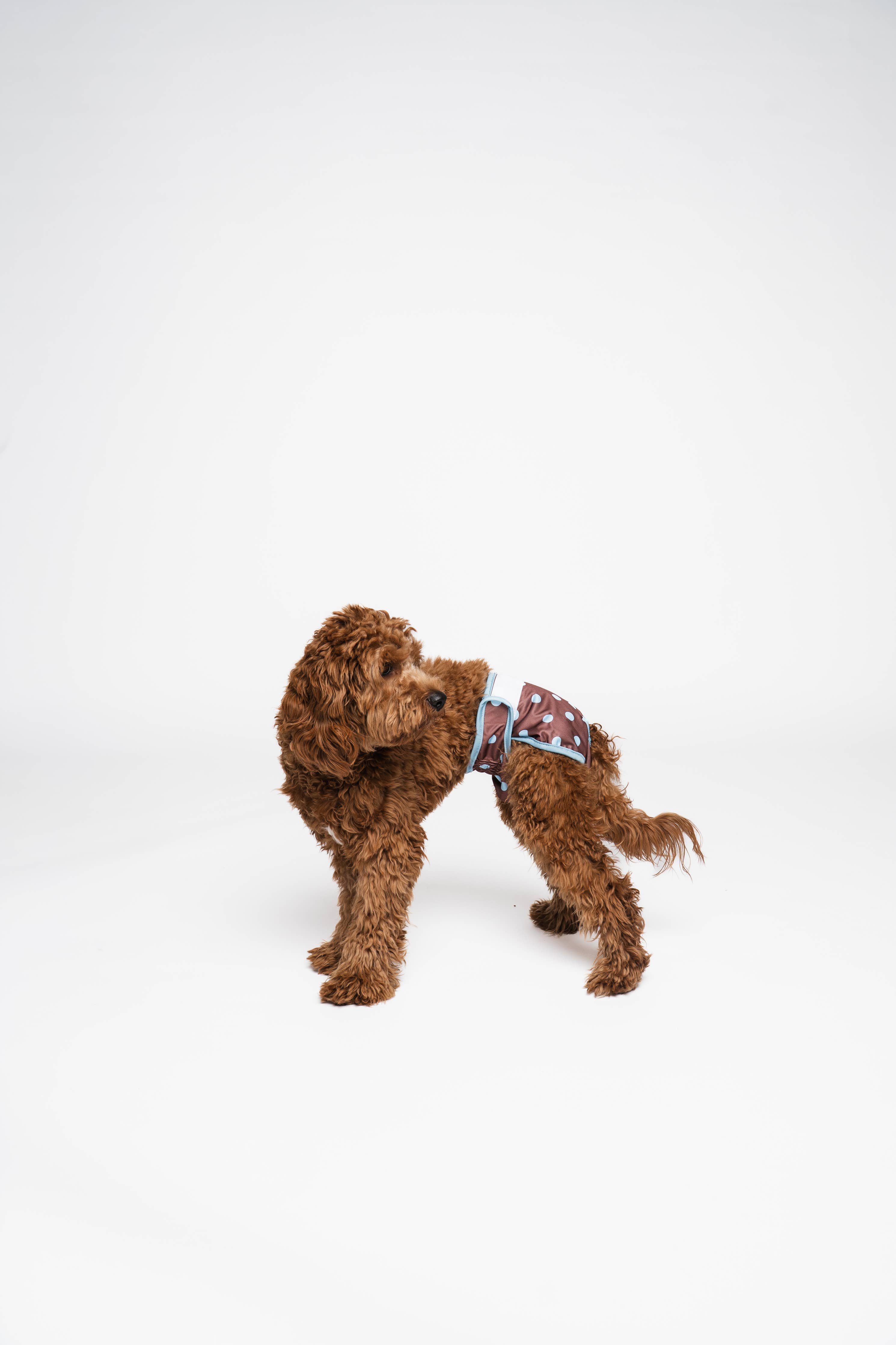 Culottes menstruelles pour chien à pois
