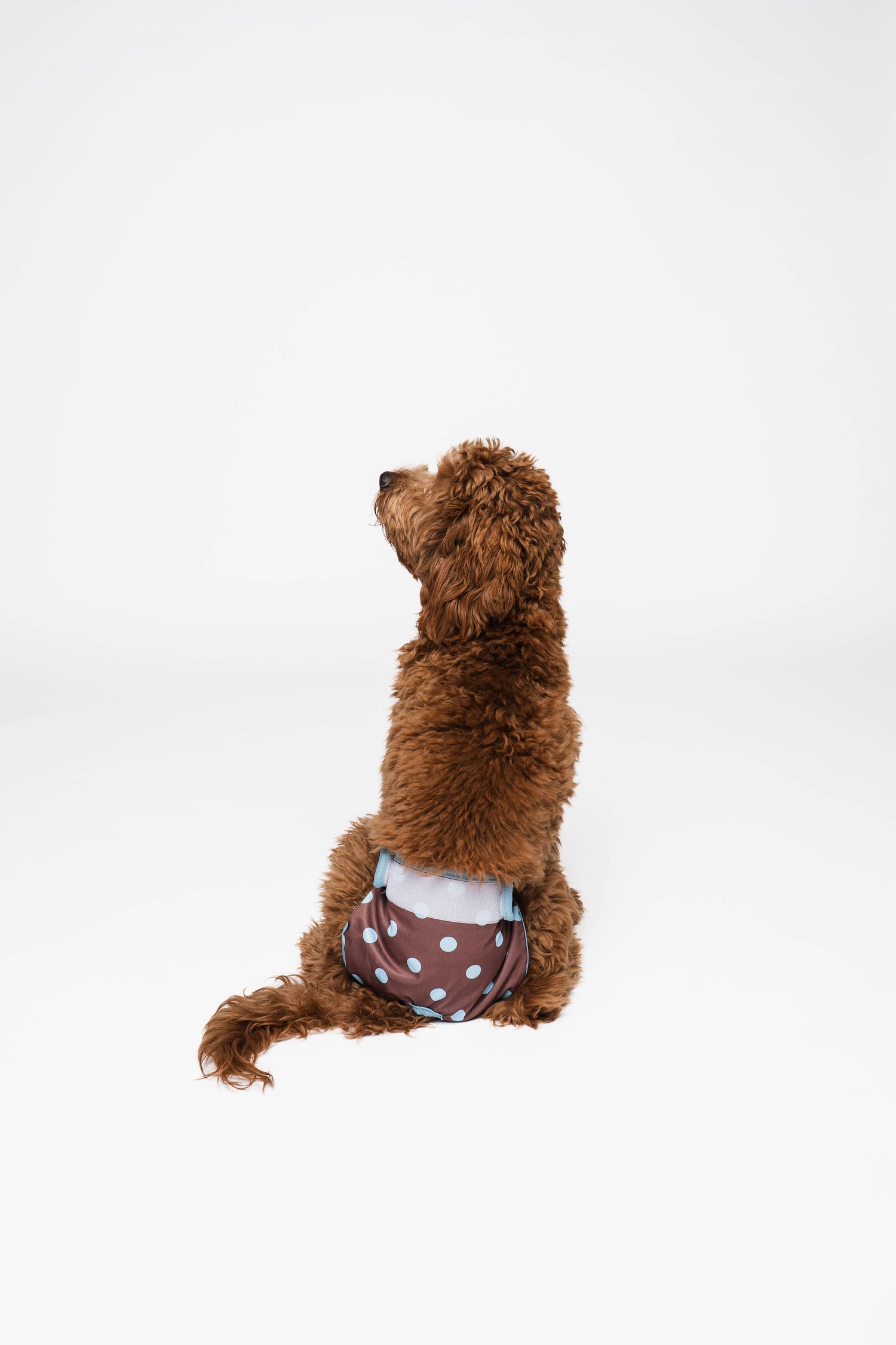 Culottes menstruelles pour chien à pois