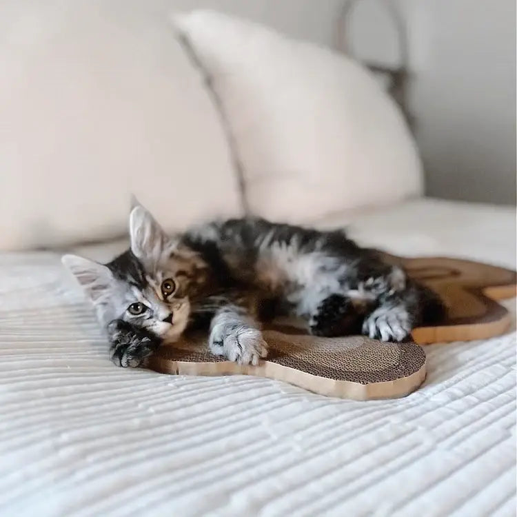 Griffoirs pour chats Bloom (ensemble de 3)