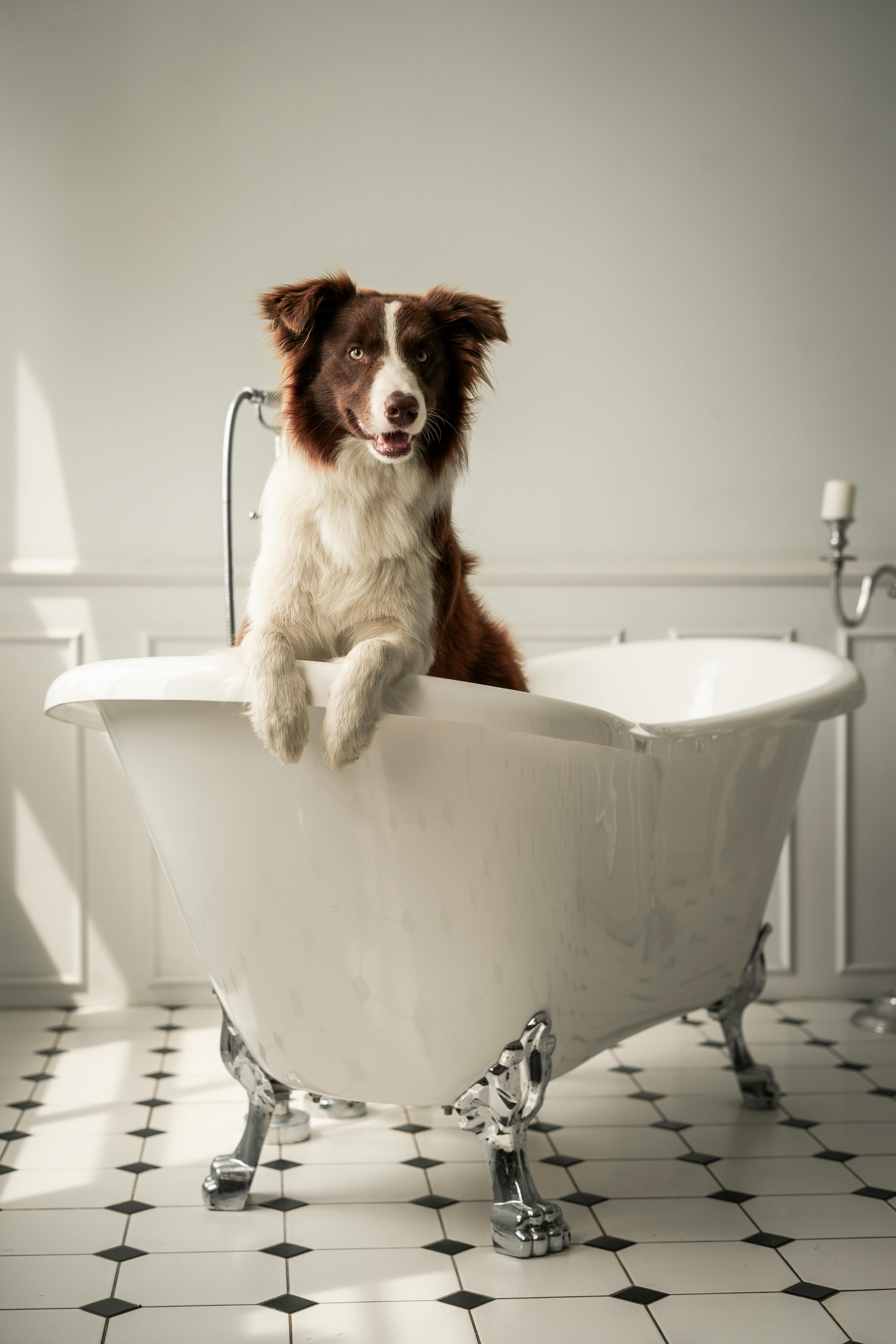 Dogwash Self-service